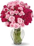 50 Blooms of Pink Spray Roses without Vase