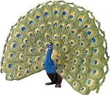 Wild Safari Peacock