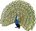Safari: Peacock_s-1