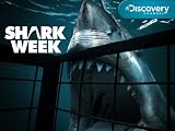 Shark Week: Killer Sharks