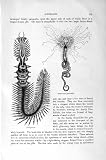 Natural History 1896 Common Serpula Sabella Tube-Worm