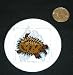 3" button / pin printed with echidna, australia, animals, wildlife, animal