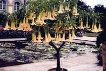 White Angels Trumpet Tree Brugmansia 15 Seed