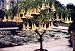 White Angels Trumpet Tree Brugmansia 15 Seed
