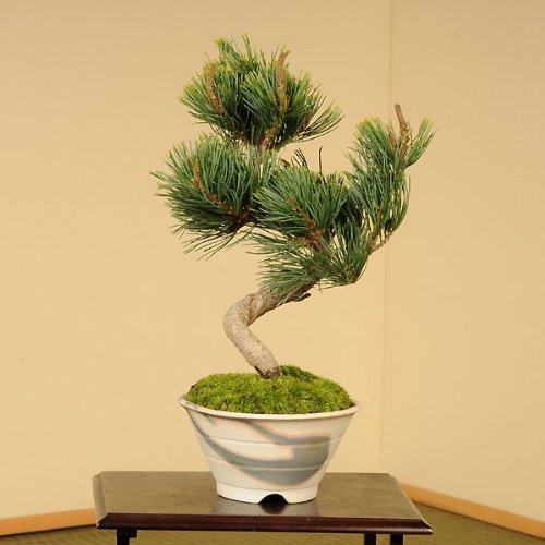 小品盆栽：五葉松(瀬戸焼鉢)