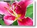 Lovely Canvas Print / Canvas Art - Artist Kristin Elmquist
