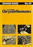 Year-round chrysanthemums