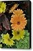 Gerber delight Canvas Print / Canvas Art - Artist Vijay Sharon Govender