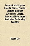 Domesticated Pigeon Breed Introduction: Carrier Pigeon, Serbian Highflier, Archangel, Lahore, American Show Racer-