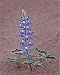 Photographic Prints of Dwarf lupine (small lupine) (rusty lupine) (Lupinus pusillus), Canyon Country, from Robert Harding