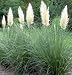 Cortaderia selloana 'Pumila' - Dwarf Pampas Grass