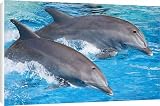 Canvas Prints of Bottlenose Dolphins - Tail dancing from Ardea Wildlife Pets