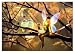 Feathered Friends, Kirk Reinert (1000 pc puzzle)