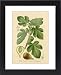 Framed Prints of Ficus (Fig) from Mary Evans