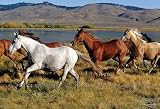 Wild Horses C838 Wall Mural