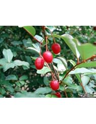 Seeds and Things Goumi Elaeagnus Multiflora 10 Seeds Can Be Grow As Bonsai