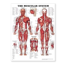 The Muscular System Anatomical Chart