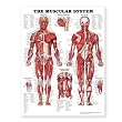 The Muscular System