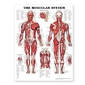 The Muscular System
