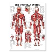 The Muscular System