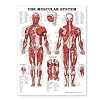 The Muscular System