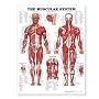 The Muscular System