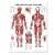 The Muscular System