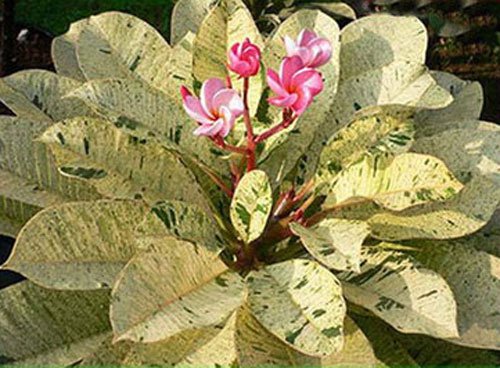 20 Fresh Seeds Plumeria Agave Rare Real Maya Vol.2 20 Fresh Seeds Plumeria Agave Rare Real Maya Vol.2