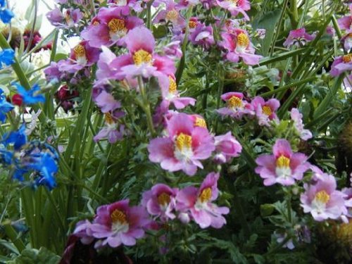 Butterfly Orchids- 50