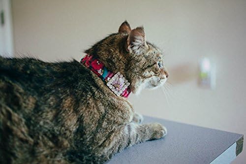 Schmoozies safe, secure and stylish dainty floral collar with rhinestone buckle - aromatherapy