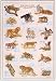 The Big Cats Poster (#43)