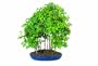 Brussel's Trident Maple Forest 9 Tree