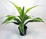 Lemon Lime Madagascar Dragon Tree - Dracaena - Easy!