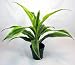 Lemon Lime Madagascar Dragon Tree - Dracaena - Easy!