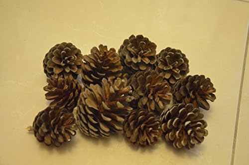Package of 12-13 Beautiful Natural Pinecone Picks From the Forest of "Hcarmel" Mountain - Israel, Excellent for Creating Unique Christmas Ornaments, Crafting, Floral Arrangement