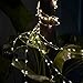 YINUO LIGHT LED SopoTek 13ft 40 LEDS Starry Lights Fairy Lights Copper LED Lights Strings AA Battery Powered Ultra Thin String Wire 40 Leds Warm white