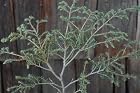 Tsuga Canadensis Humphrey Welch - Minature Hemlock - Pot Size 4 Inch