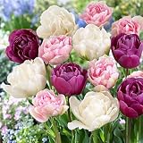 Amazon / Hirts: Bulbs: Double Late Mix Tulip 8 Bulbs - Pink, Purple, and White