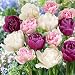 Double Late Mix Tulip 8 Bulbs - Pink, Purple, and White
