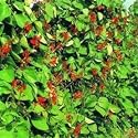 SEED BARGAINS: Runner Bean Enorma (Approx 25 Commercial Grade Seeds)