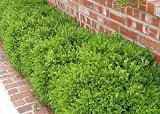 Green Velvet Boxwoods