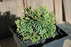 Chamaecyparis Obtusa Hage - Dwarf Hinoki Cypress Tree - Pot Size 4 Inch