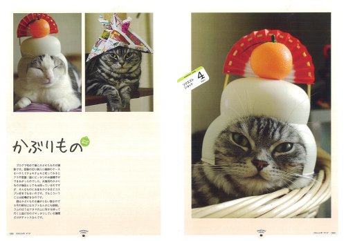 Cover image : アメショっす！マニア