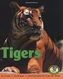 Tigers (Early Bird Nature)