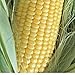 Great Premium CORN GOLDEN BANTAM HEIRLOOM NON-GMO ORGANIC 20+ SEEDS DELICIOUS AND SWEET VEGGIE