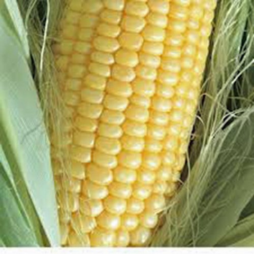 Great Premium CORN GOLDEN BANTAM HEIRLOOM NON-GMO ORGANIC 20+ SEEDS DELICIOUS AND SWEET VEGGIE