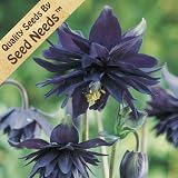 40 Seeds Columbine 