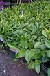 Meyer Lemon Tree in Soil, One Gallon Container by Monrovia Growers