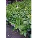 Meyer Lemon Tree, One Gallon