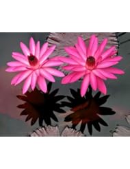 Lawn & Patio: Red Flare Water Lily 10 Seeds -Nymphaea- Night Blooming